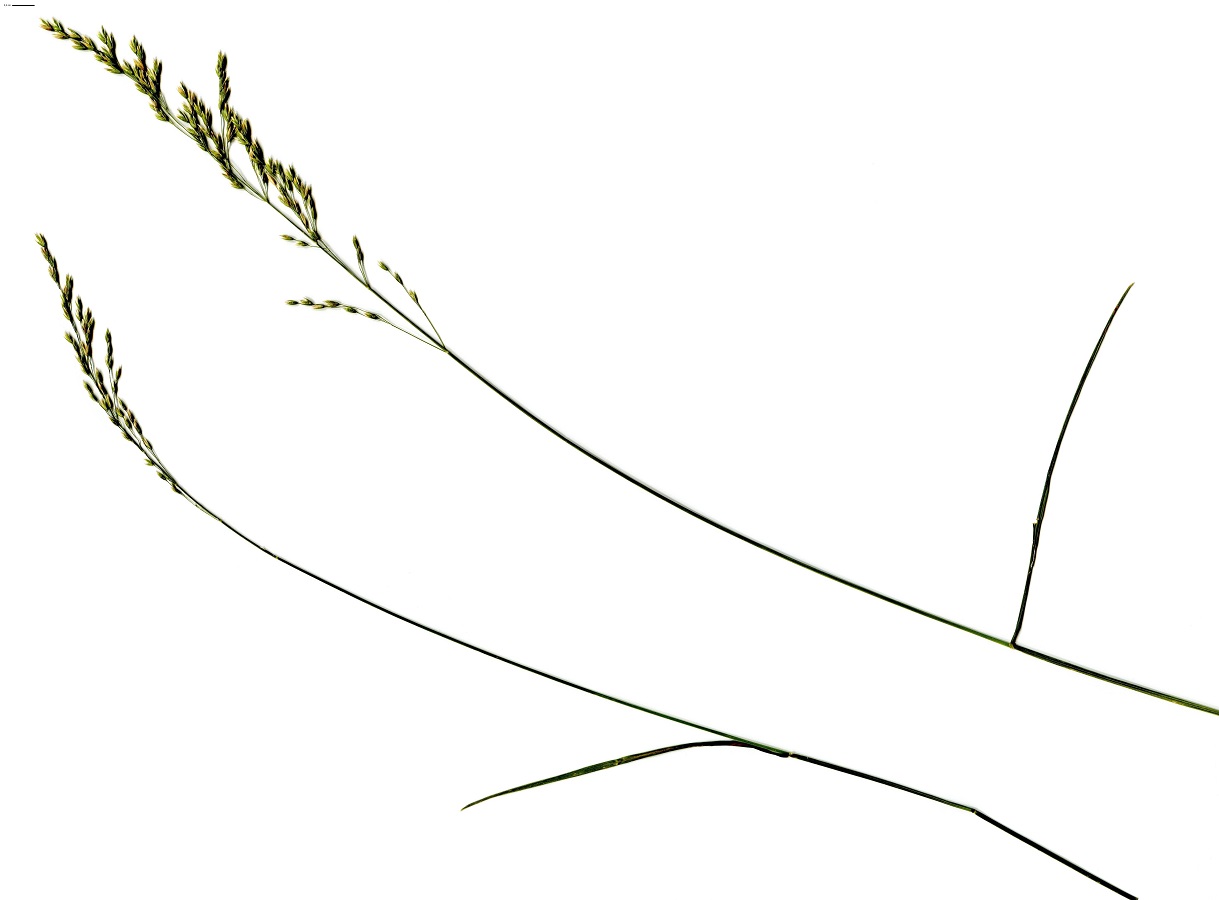 Poa nemoralis subsp. nemoralis (Poaceae)